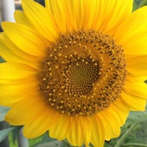 Meet your Posher, Eliana